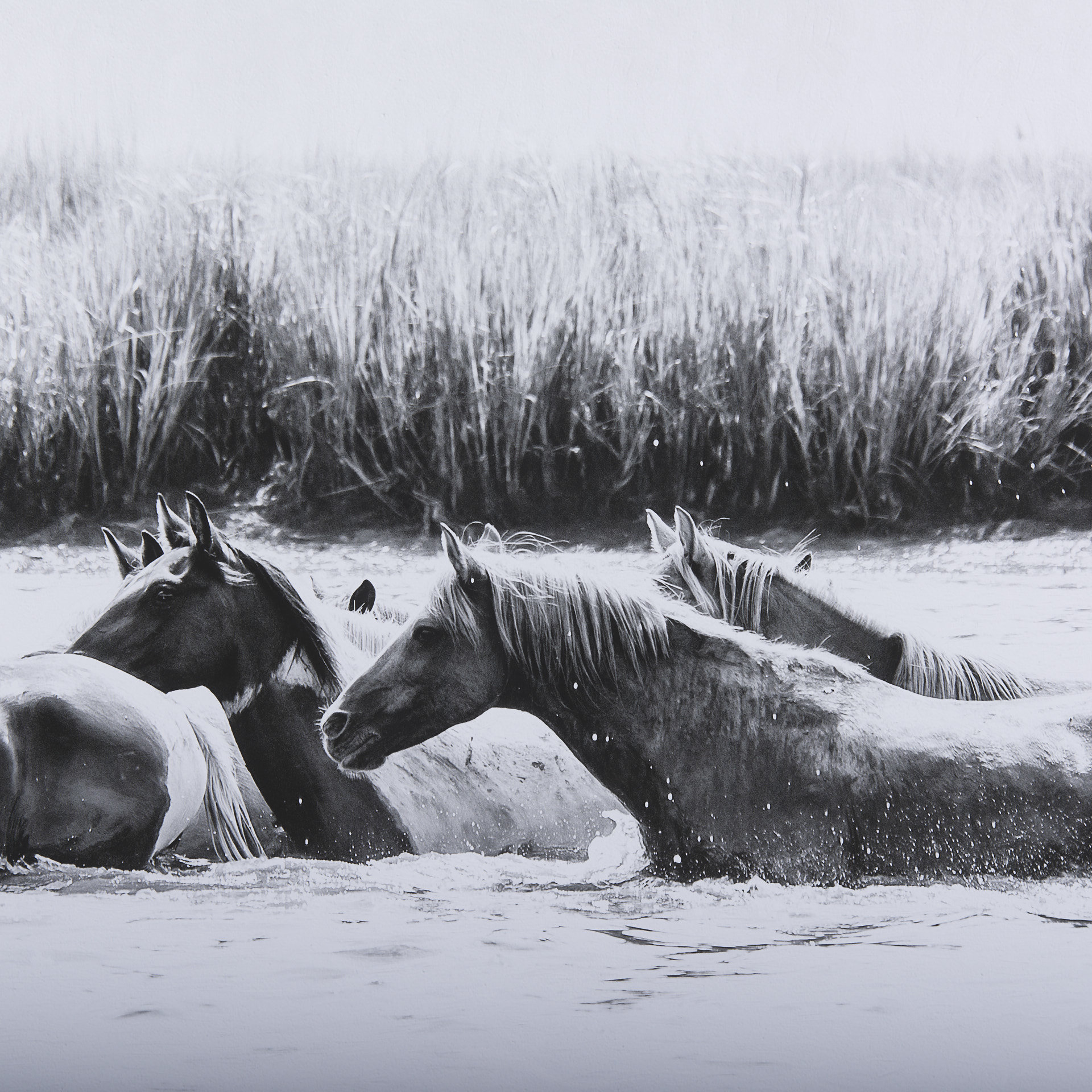 water horses iii by phburchett a framed art print matted under glass