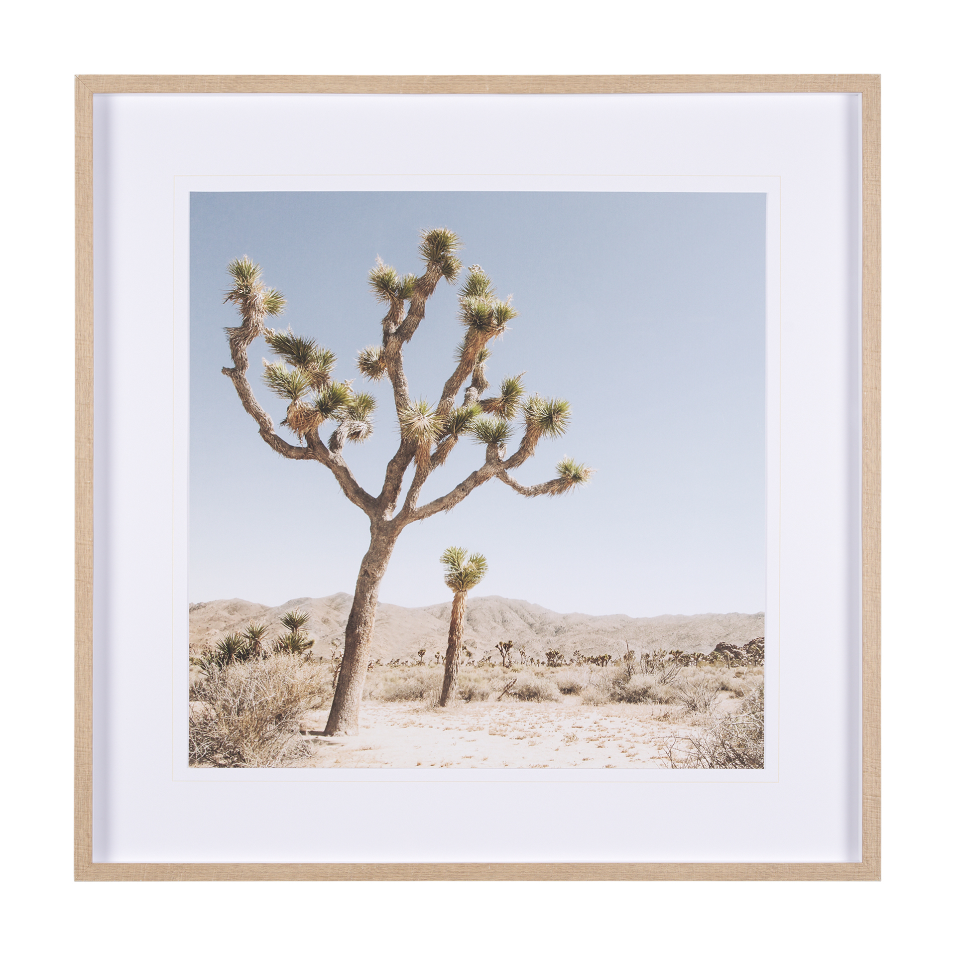 joshua tree 1 by the studio a framed art print matted under glass