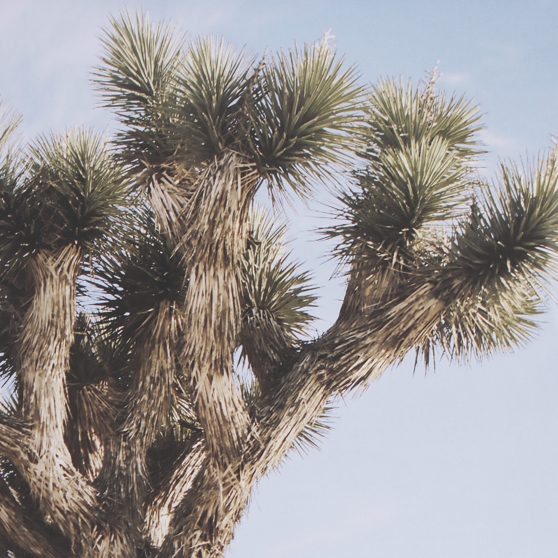 joshua tree 1 by the studio a framed art print matted under glass