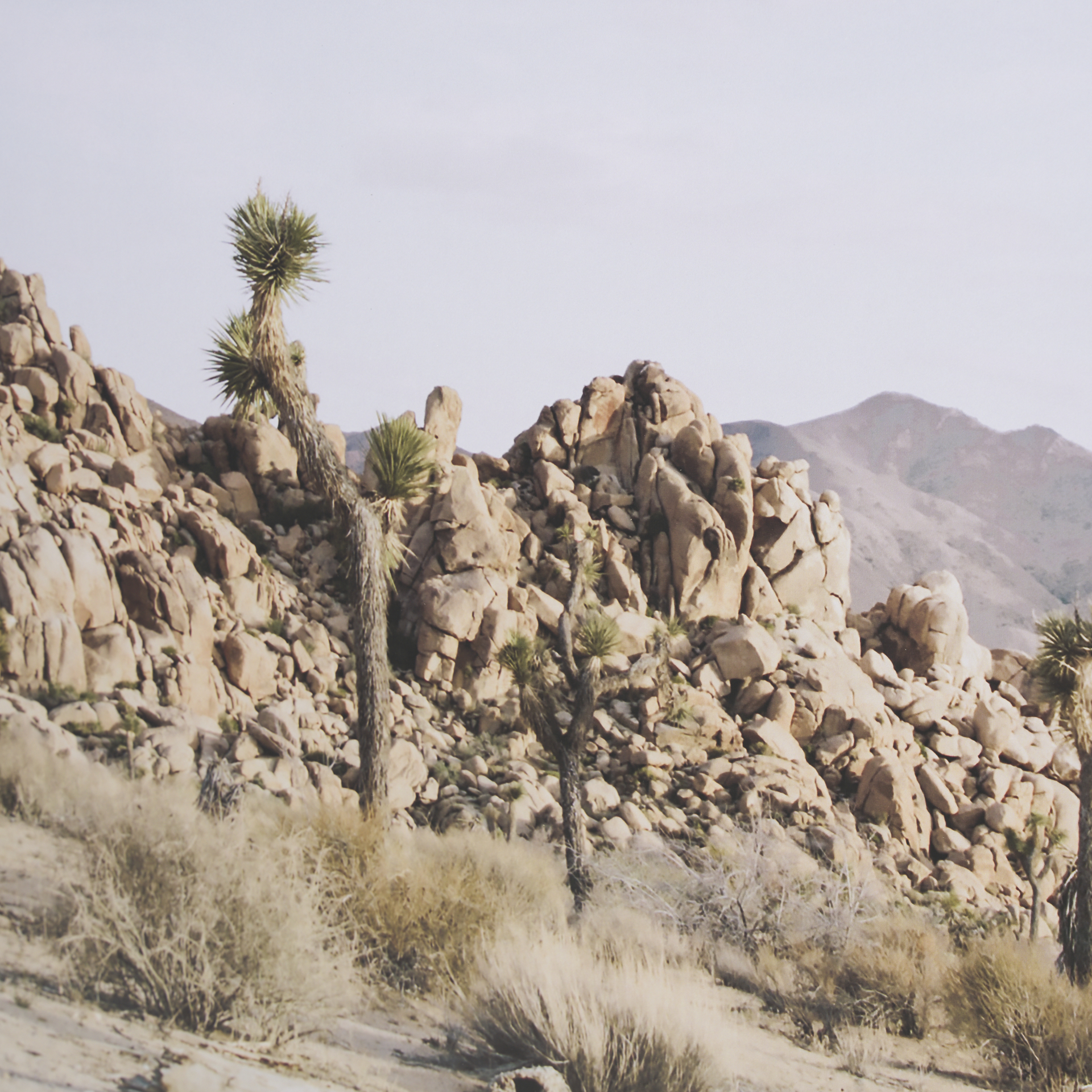 joshua tree 1 by the studio a framed art print matted under glass