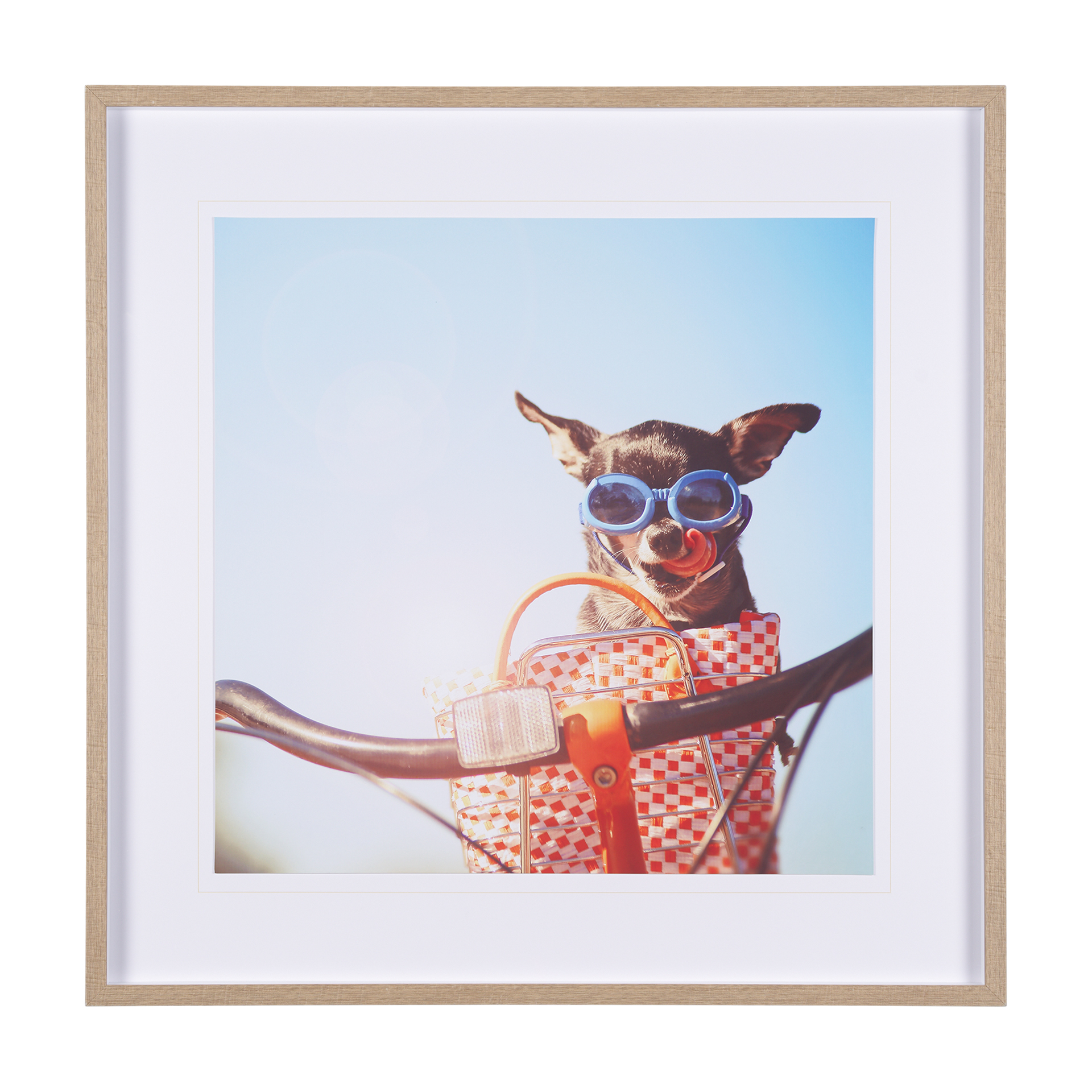 retro chihuahua by the studio a framed art print matted under glass