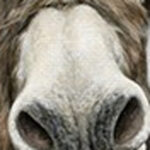 Cute Donkeys Canvas Unframed Print Wall Art