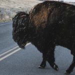 Bison Crossing by Chelsea Victoria a Hand Embelished Textured Framed Art Print Matted under Glass