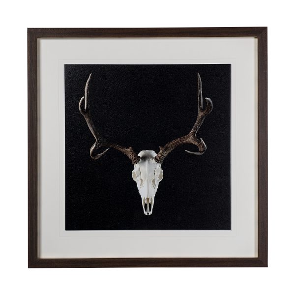 Deer Skull by Chris Dunker a Hand Embelished Textured Framed Art Print Matted under Glass