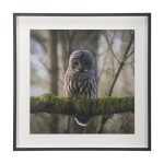 Forest Owl by Chad Mackay a Hand Embelished Textured Framed Art Print Matted under Glass