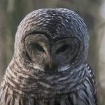 Forest Owl by Chad Mackay a Hand Embelished Textured Framed Art Print Matted under Glass