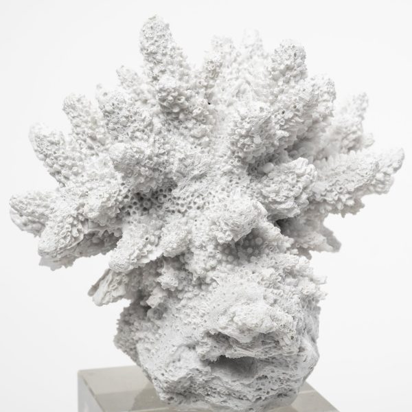 Isla Large 5L x 5W White Replica Resin Coral On Clear White Glass 6