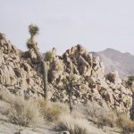 Joshua Tree 1 by THE Studio a Framed Art Print Matted under Glass
