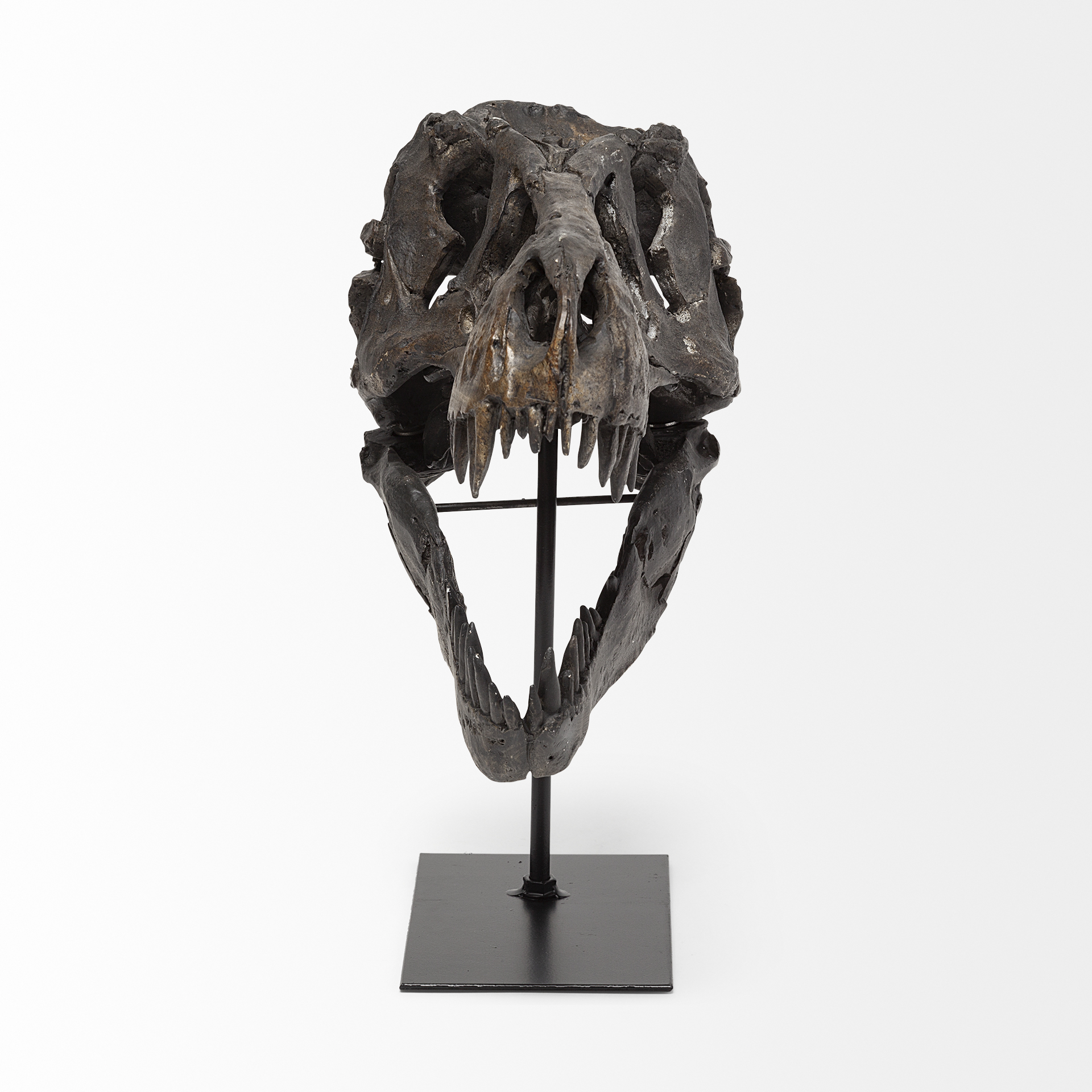 Jurassic 6L x 10W Brown Resin Tyrannosaurus Skull Replica 3 Jurassic 6L x 10W Brown Resin Tyrannosaurus Skull Replica - Image 3
