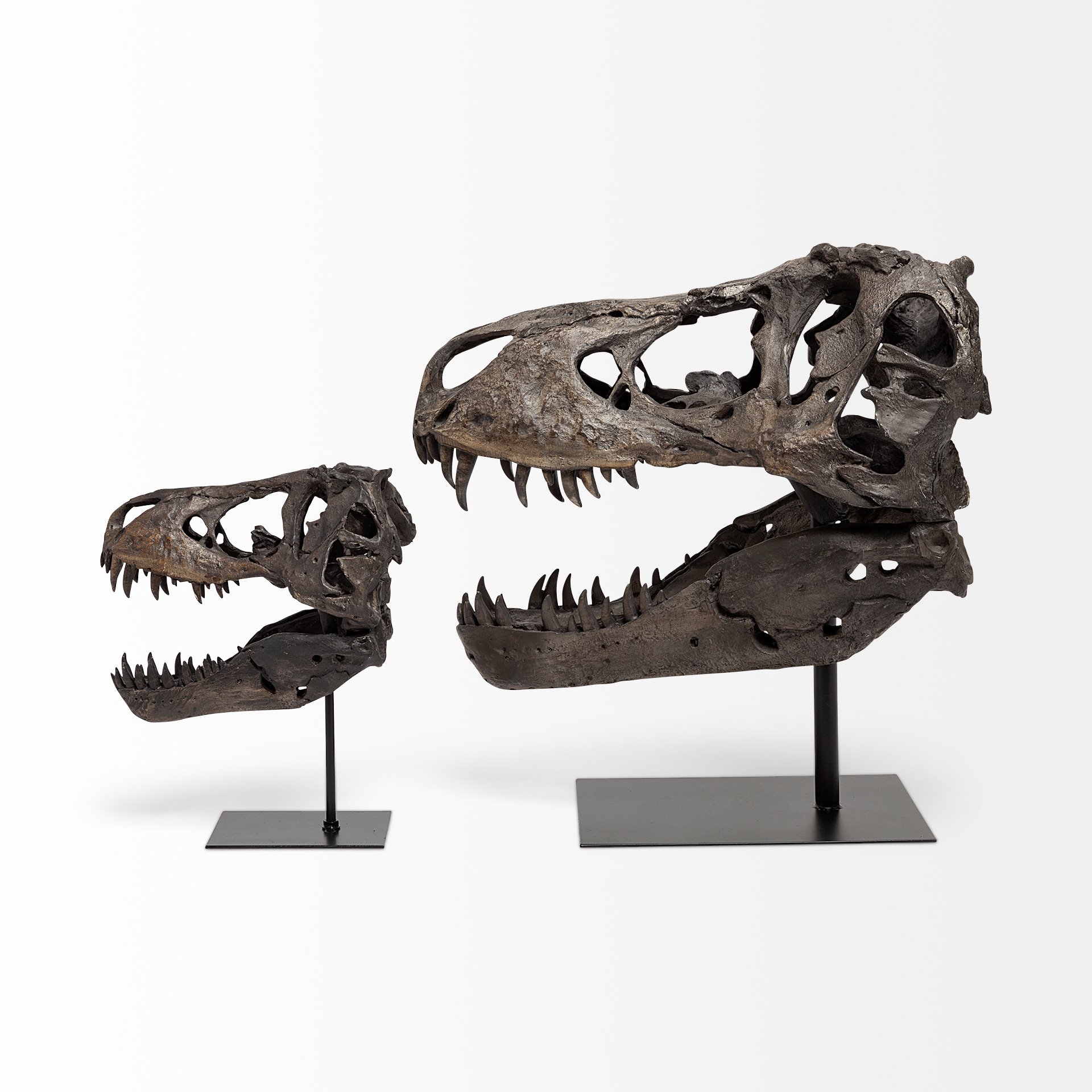 Jurassic 6L x 10W Brown Resin Tyrannosaurus Skull Replica 6 Jurassic 6L x 10W Brown Resin Tyrannosaurus Skull Replica - Image 6