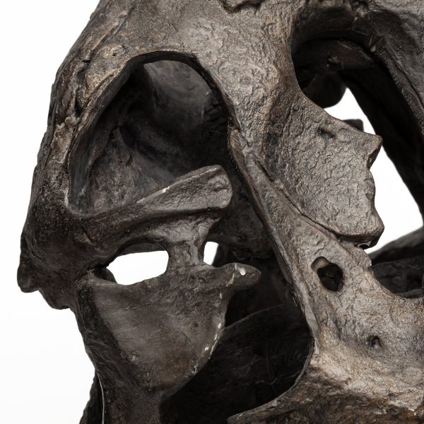 Lagrane 19L x 11W Brown Resin Tyrannosaurus T Rex Dinosaur Skull Replica 10
