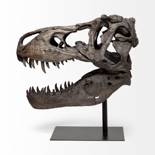 Lagrane 19L x 11W Brown Resin Tyrannosaurus T Rex Dinosaur Skull Replica 4