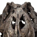 Lagrane 19L x 11W Brown Resin Tyrannosaurus T Rex Dinosaur Skull Replica 19 Lagrane 19L x 11W Brown Resin Tyrannosaurus T Rex Dinosaur Skull Replica