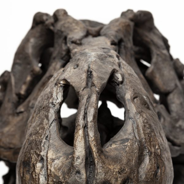 Lagrane 19L x 11W Brown Resin Tyrannosaurus T Rex Dinosaur Skull Replica 7