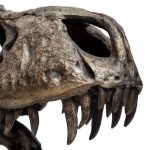 Lagrane 19L x 11W Brown Resin Tyrannosaurus T Rex Dinosaur Skull Replica 20 Lagrane 19L x 11W Brown Resin Tyrannosaurus T Rex Dinosaur Skull Replica