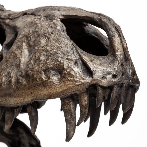 Lagrane 19L x 11W Brown Resin Tyrannosaurus T Rex Dinosaur Skull Replica 8
