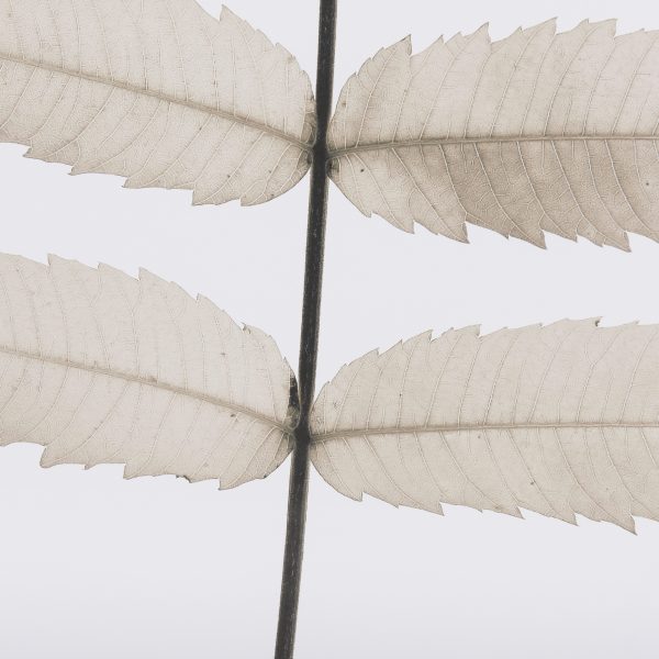 Limber Leaves by Assaf Frank a Framed Art Print Matted under Glass 6