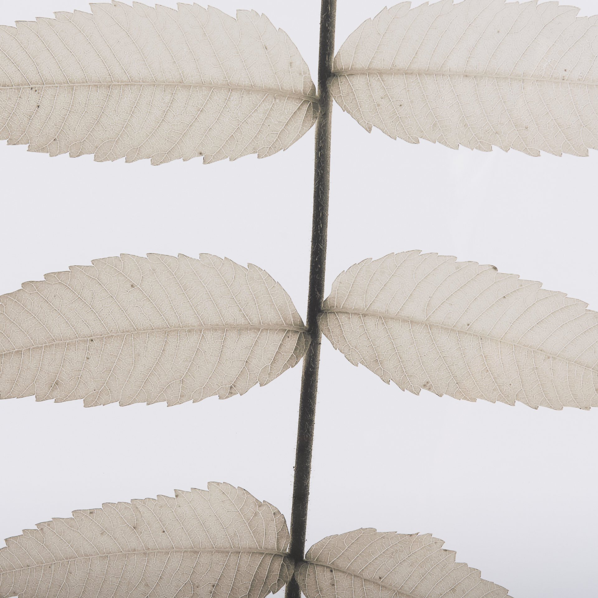 Lithe Leaves by Assaf Frank a Framed Art Print Matted under Glass 7 Lithe Leaves by Assaf Frank a Framed Art Print Matted under Glass - Image 7