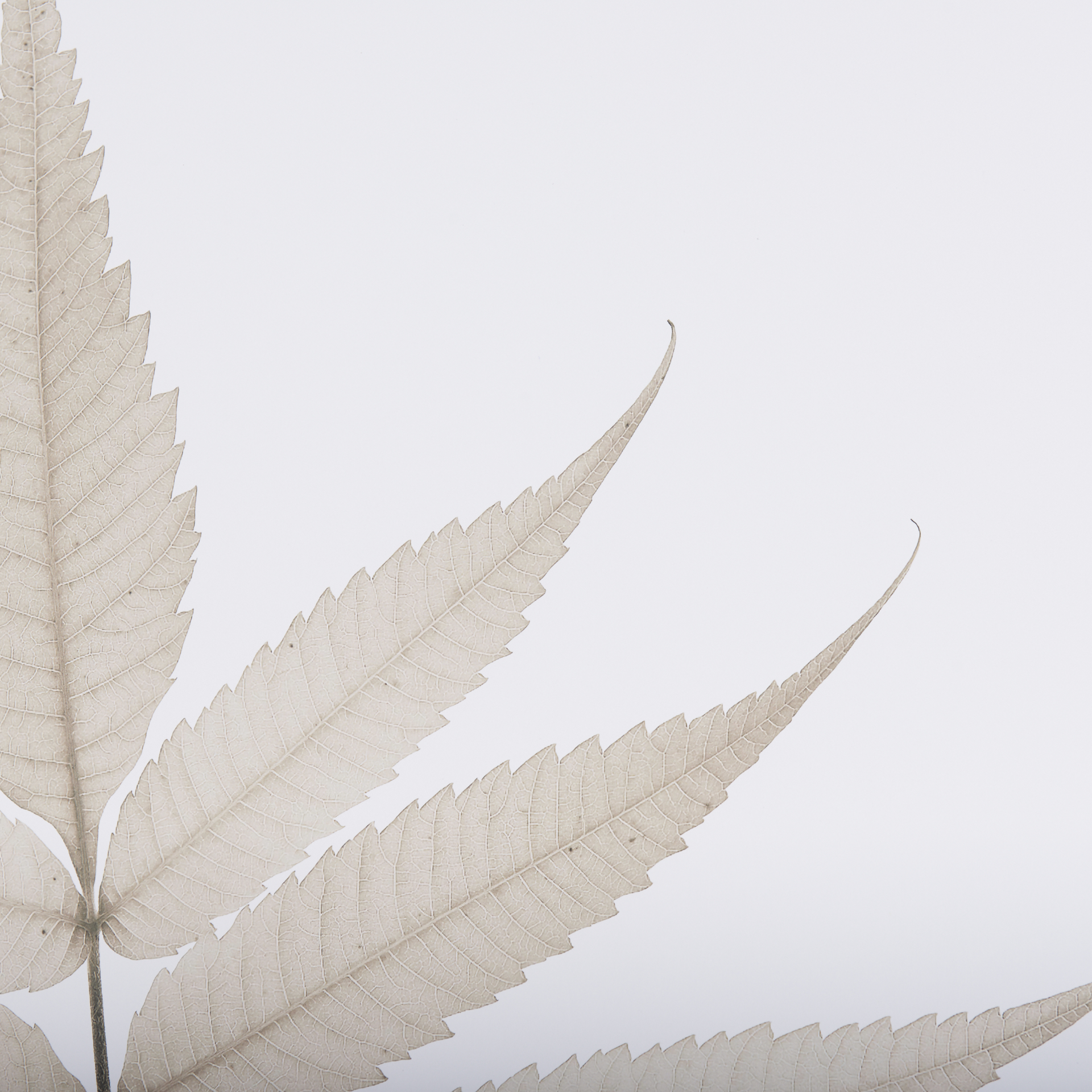 Lithe Leaves by Assaf Frank a Framed Art Print Matted under Glass 8 Lithe Leaves by Assaf Frank a Framed Art Print Matted under Glass - Image 8