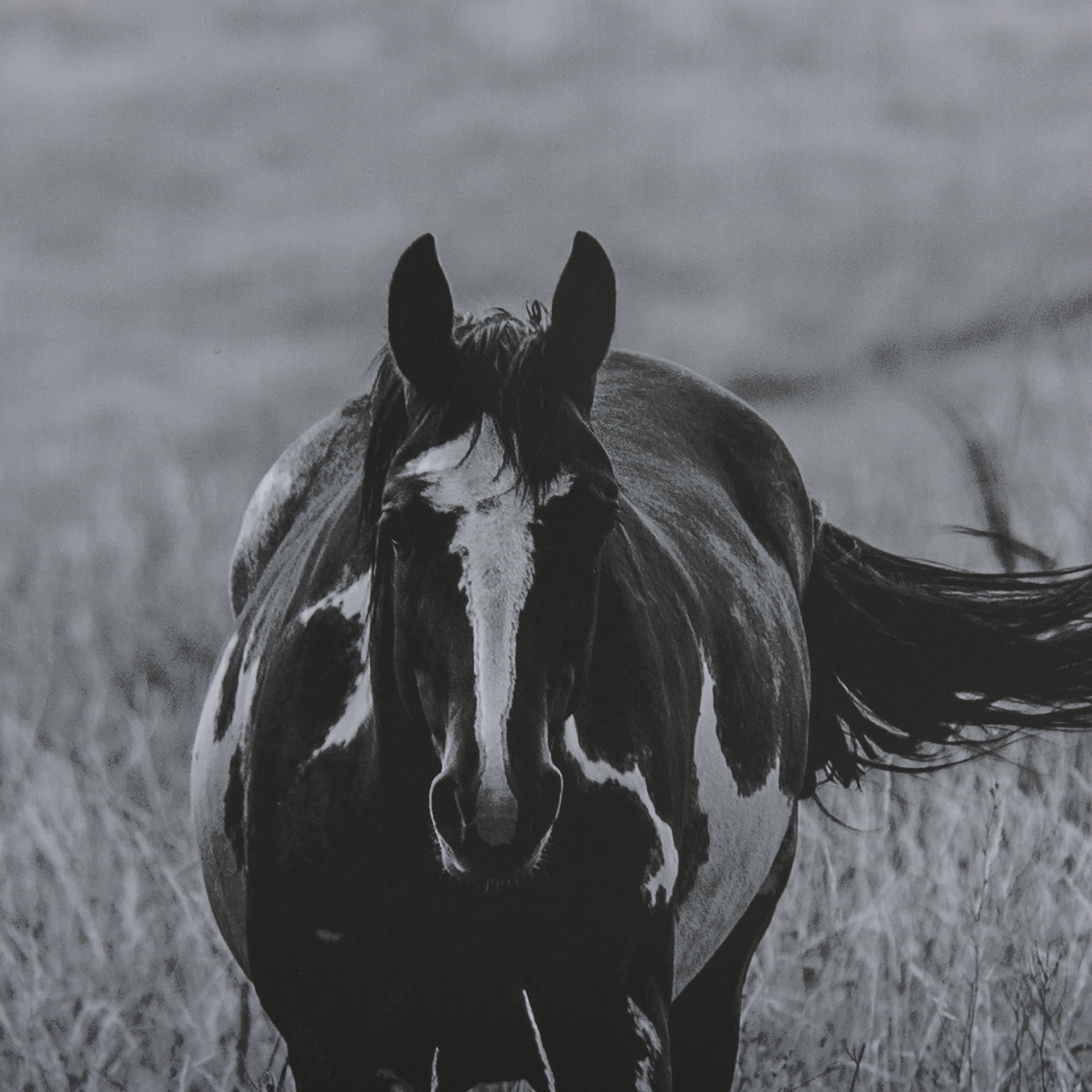 Montana Moves by Mercana Studio a Framed Art Print Matted under Glass 7 Montana Moves by Mercana Studio a Framed Art Print Matted under Glass - Image 7