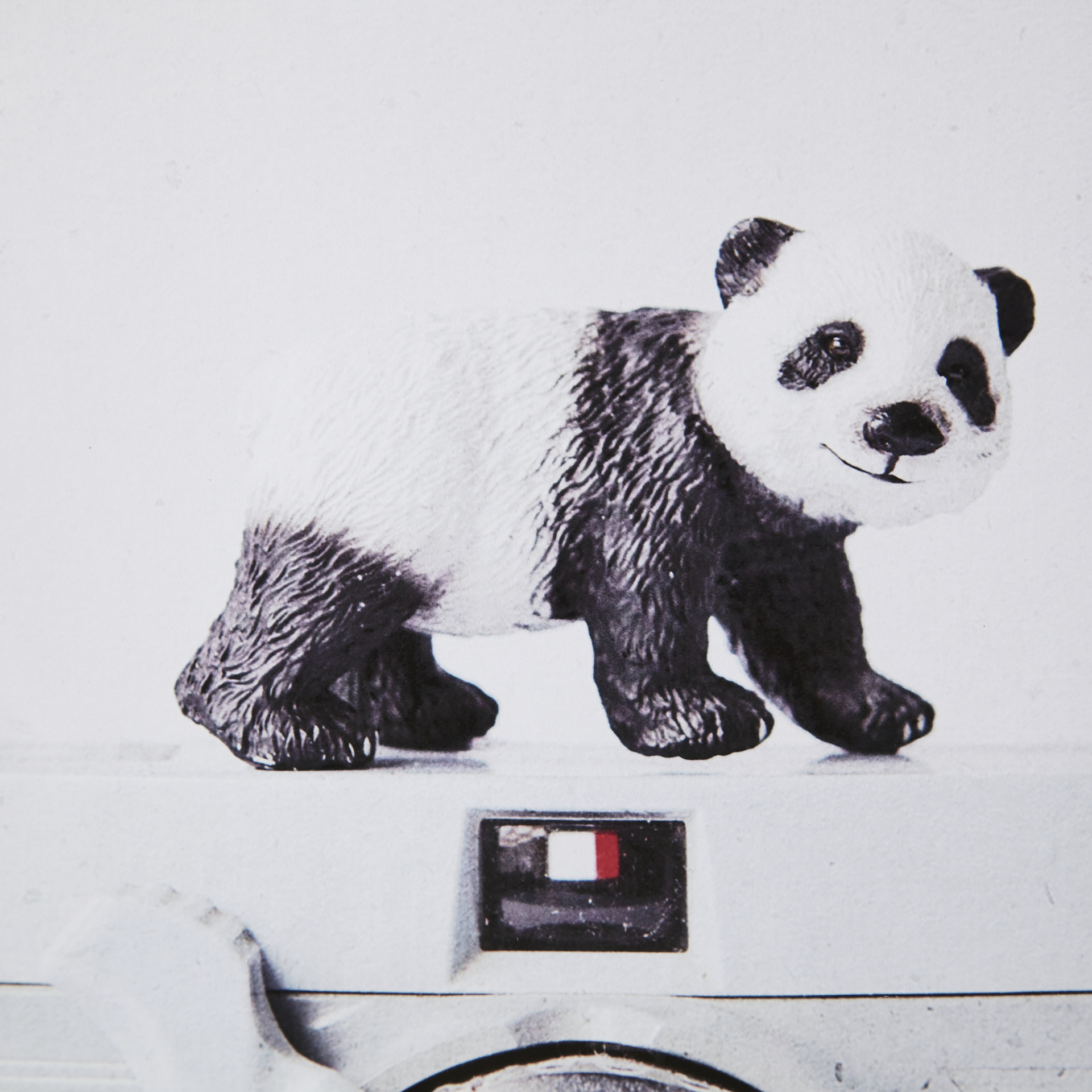 Panda & Vintage Camera by Susannah Tucker Photography a Framed Art Print Matted under Glass 5 Panda & Vintage Camera by Susannah Tucker Photography a Framed Art Print Matted under Glass - Image 5