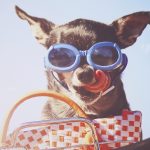 Retro Chihuahua by THE Studio a Framed Art Print Matted under Glass