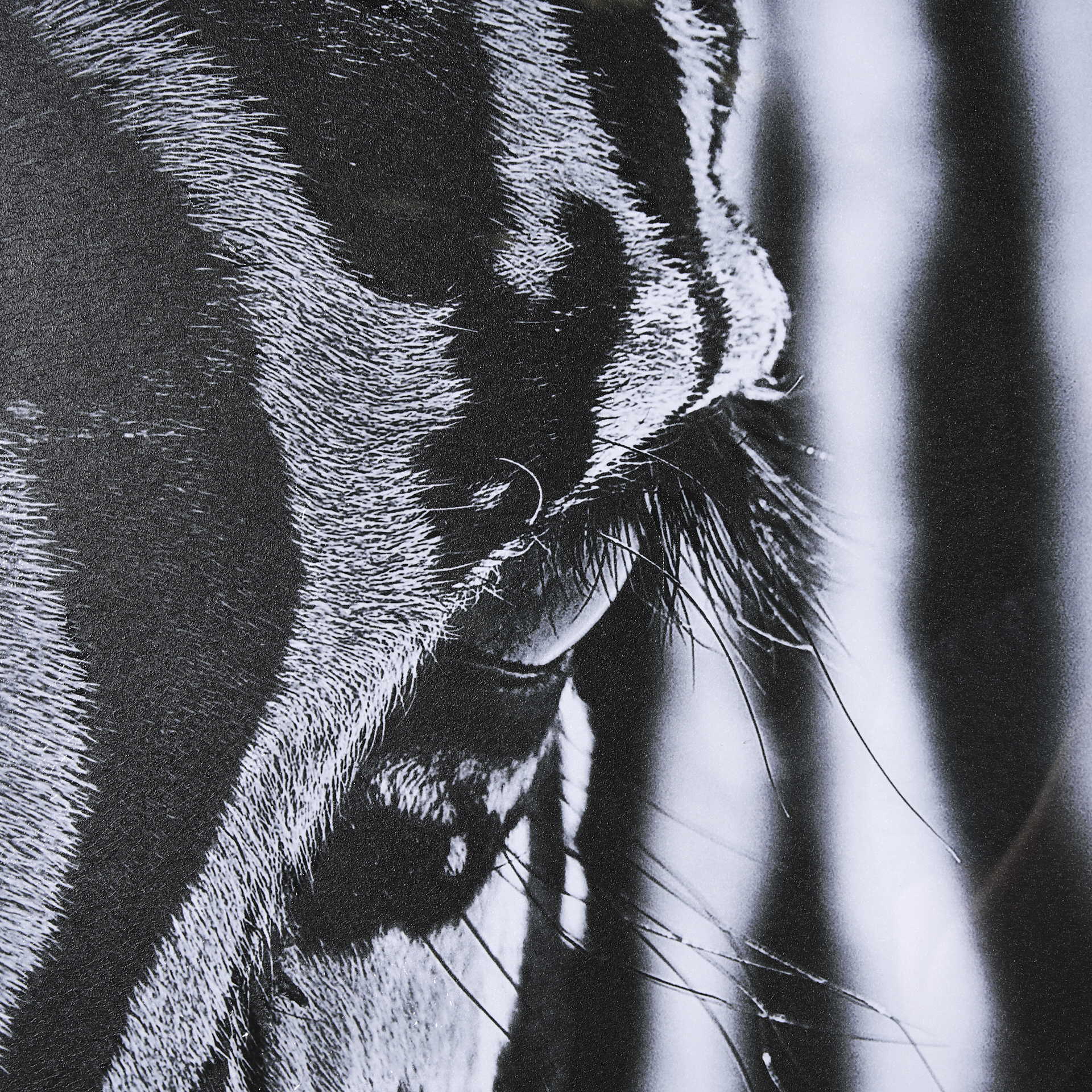 The look of Nature by Mercana Studio a Hand Embelished Textured Framed Art Print Matted under Glass 6 The look of Nature by Mercana Studio a Hand Embelished Textured Framed Art Print Matted under Glass - Image 6