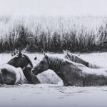 Water Horses III by PHBurchett a Framed Art Print Matted under Glass
