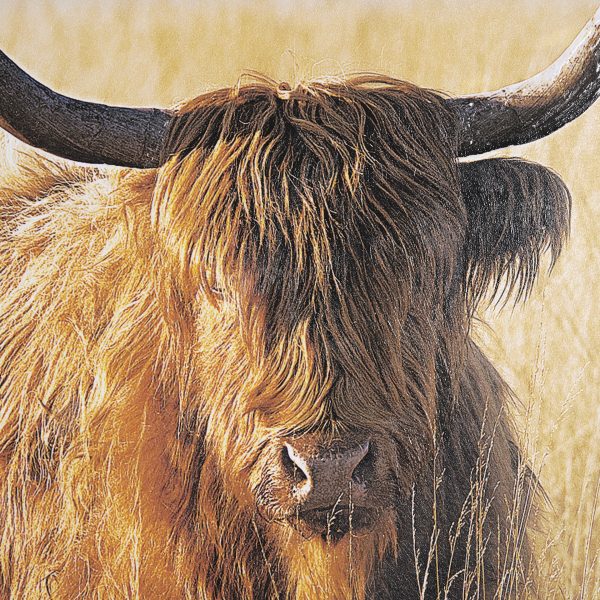 Young and Old Highlander by Mercana Studio Hand Embelished Framed Art Print Matted under Glass 6