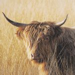 Young and Old Highlander by Mercana Studio Hand Embelished Framed Art Print Matted under Glass